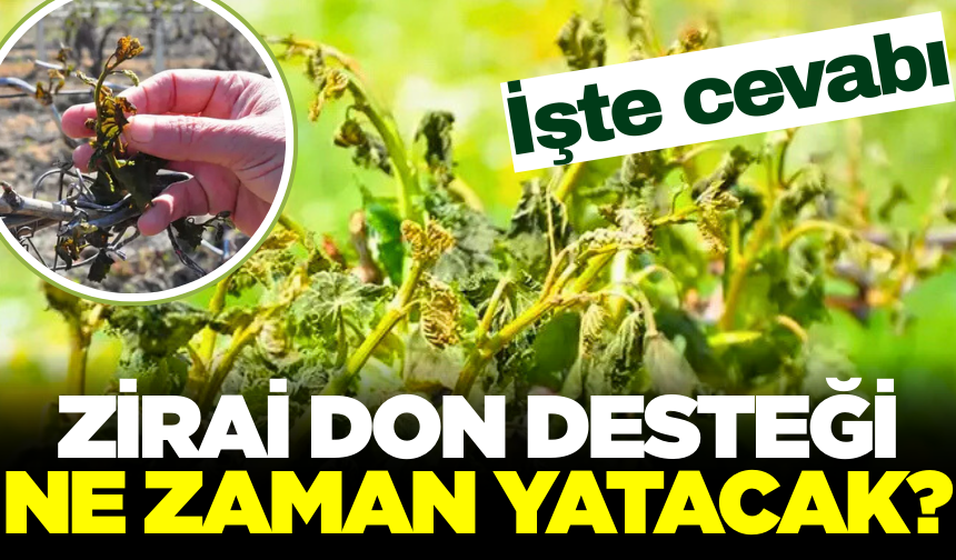 Zirai don destek ödemelerinin yatacağı tarih belli oldu!