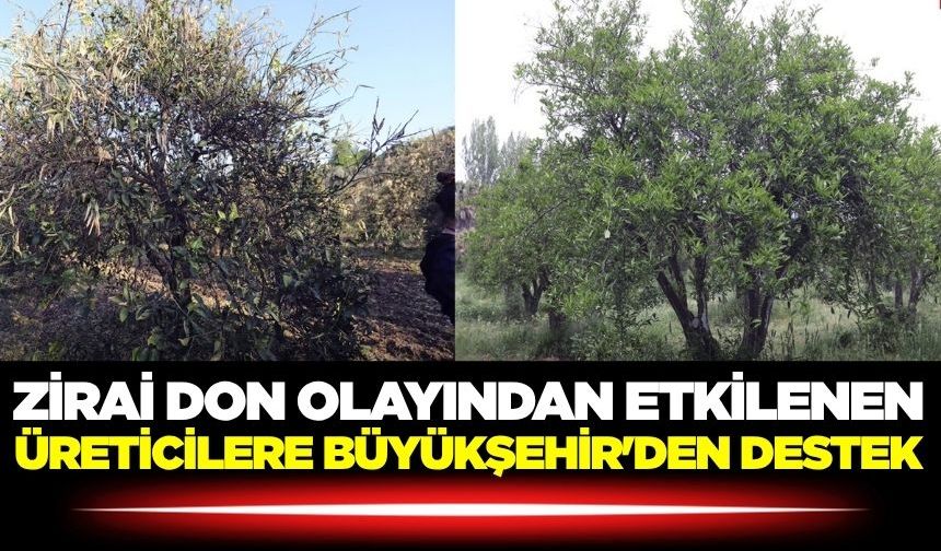 Ege'de zirai don olayından etkilenen üreticilere Büyükşehir'den destek