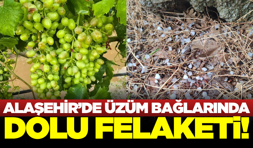 Alaşehir'de üzüm bağlarını dolu vurdu