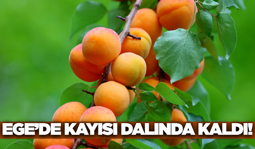 Ege'de Kayısı Dalında Kaldı