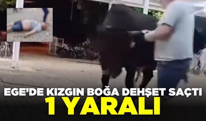 Ege'de boğa saldırısı: 1 yaralı