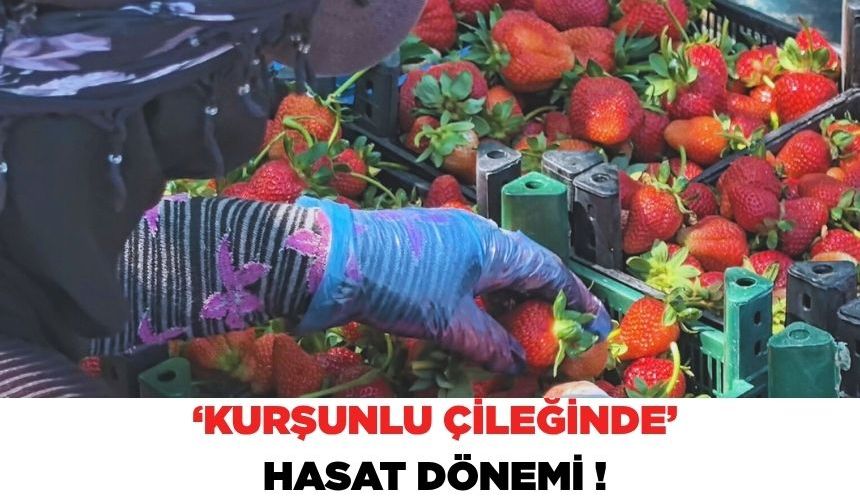Kurşunlu çileği hasadı başladı!