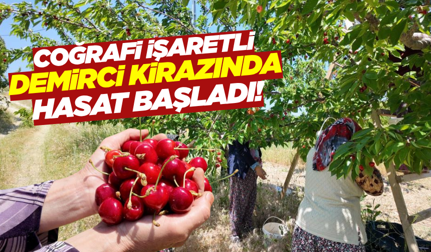 Demirci'de kiraz hasadı başladı!