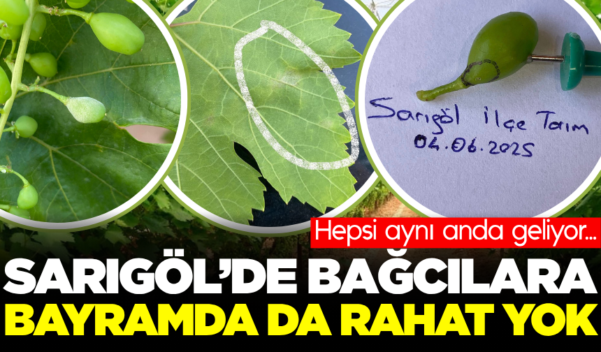 Sarıgöllü bağcılar için önemli duyuru
