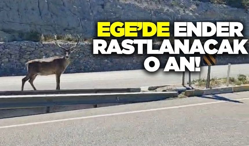 Ege'de ender rastlanacak olay!