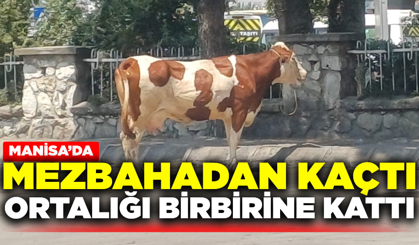 Manisa'da kaçan inek ortalığı birbirine kattı