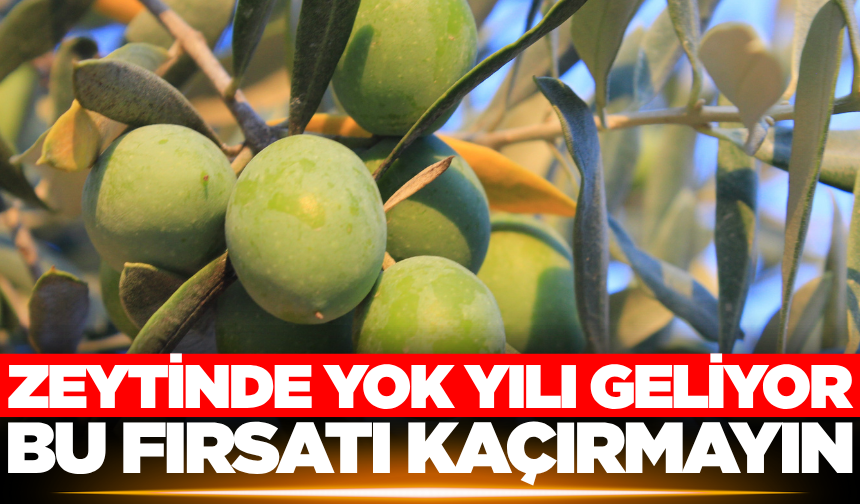 Zeytinyağında yok yılı kapıda!