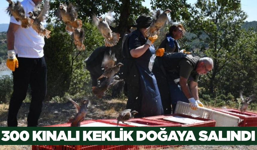 Tavşanlı'da 300 Kınalı Keklik Doğaya Bırakıldı