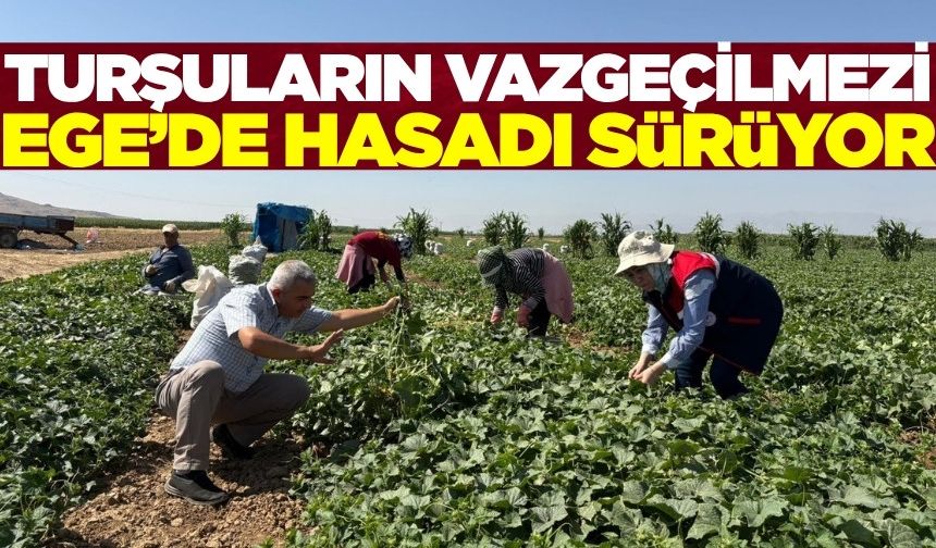 Afyonkarahisar'da kornişon salatalık hasadı devam ediyor