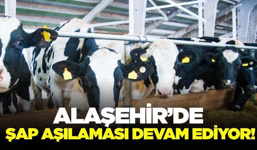 Alaşehir’de Hayvan Sağlığı İçin Yoğun Çalışma: Hastalık Kontrolleri ve Şap Aşılaması Sürüyor