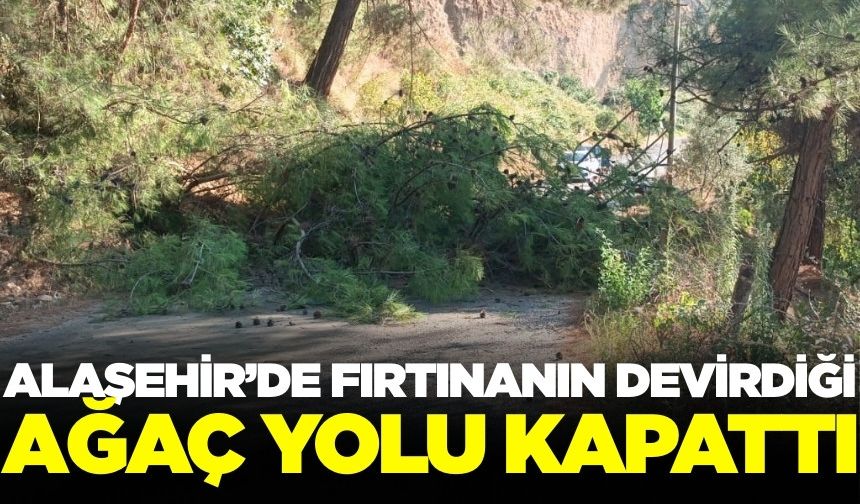 Alaşehir'de fırtına çam ağacını devirdi