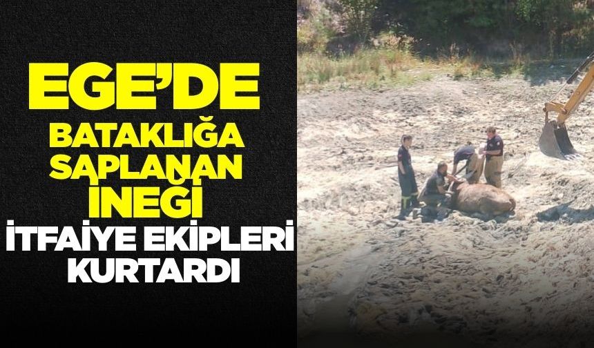 Ege'de bataklıkta mahsur kalan inek kurtarıldı!