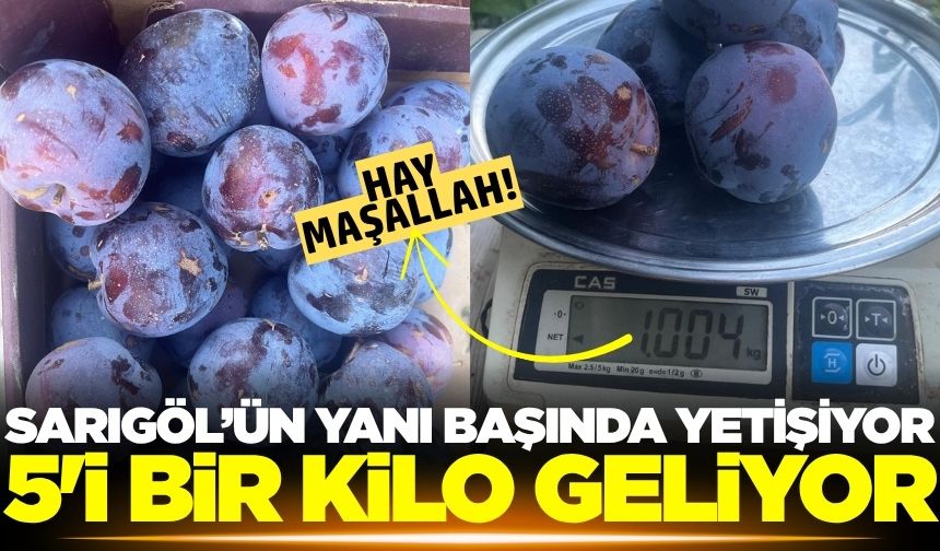 Buldan'da yetişiyor! 5 tanesi 1 kilo geliyor