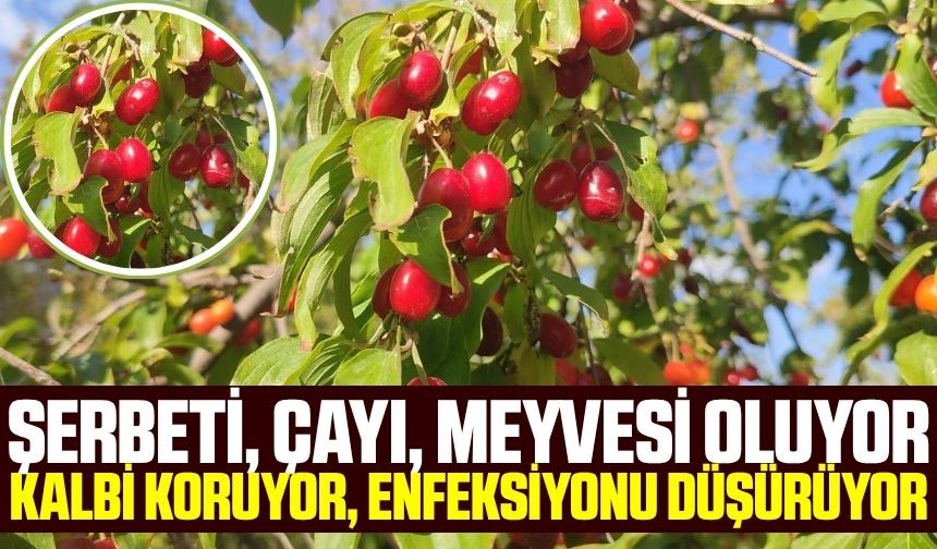 Hem lezzetli hem de şifa dağıtıyor!