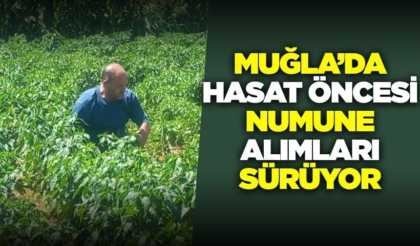 Muğla'da hasat öncesi numune alımları devam ediyor