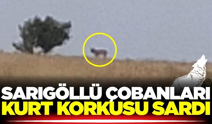Sarıgöl’de kurt paniği! Çobanlar tedirgin
