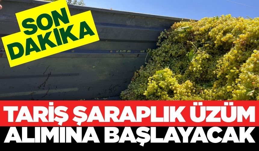 TARİŞ, ıskarta üzüm alımına başlıyor