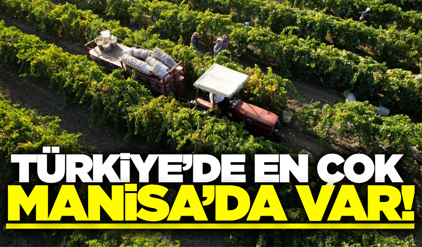 Türkiye'de en çok Manisa'da var!