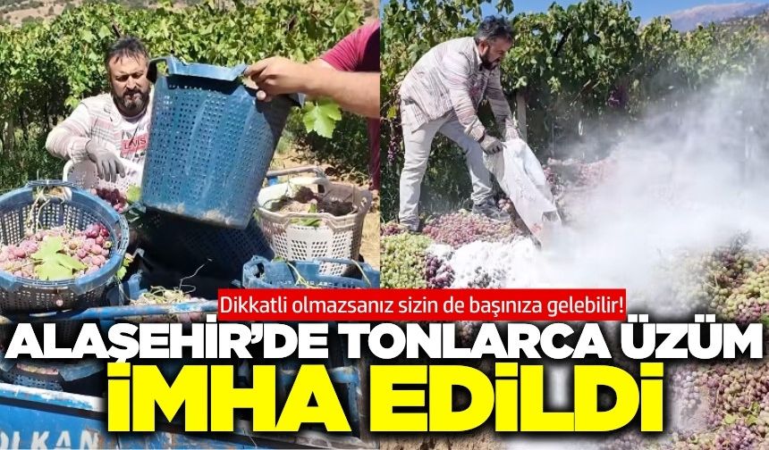 Alaşehir’de yasaklı ilaç Kullanımı tespit edilen üzümler imha edildi