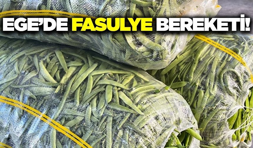 Ege'de fasulye sezonu bereketli geçti