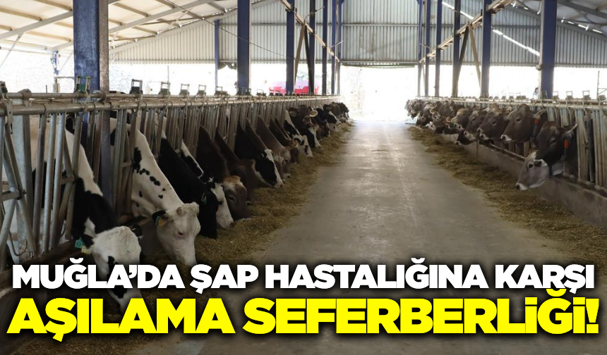 Hayvan yetiştiricilerine şap uyarısı: "Aşılamayı ihmal etmeyin"