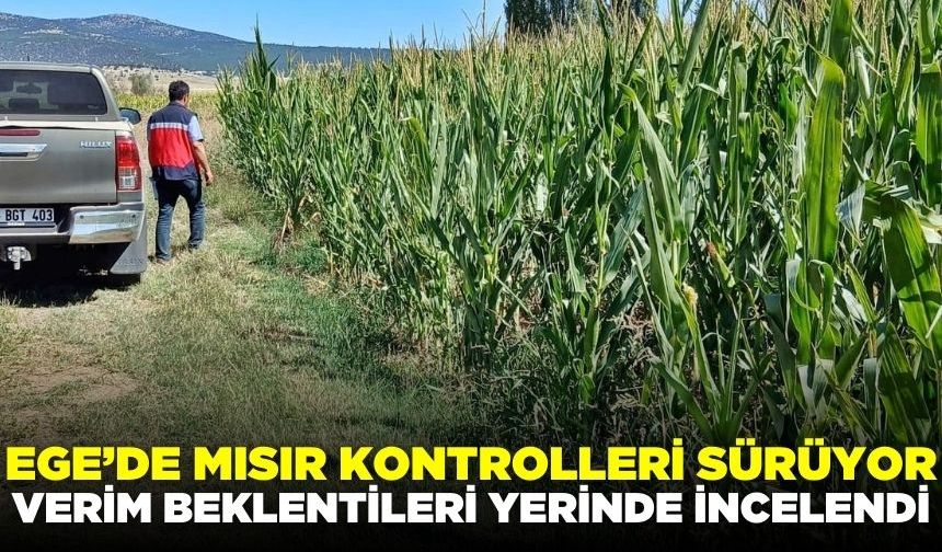 Ege'de silajlık mısır kontrolleri