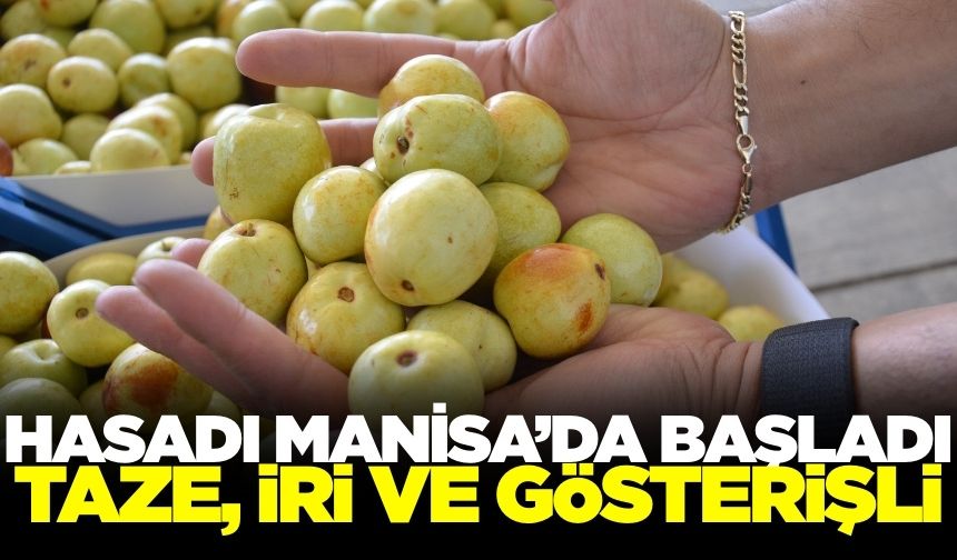 Manisa'da yetişiyor! İri görünümüyle dikkat çekiyor...