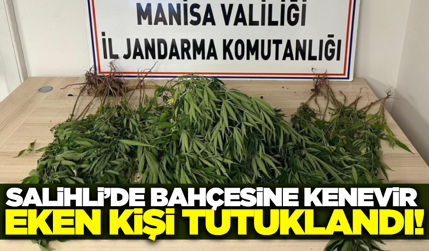 Salihli'de bahçesinde kenevir yetiştiren kişi tutuklandı