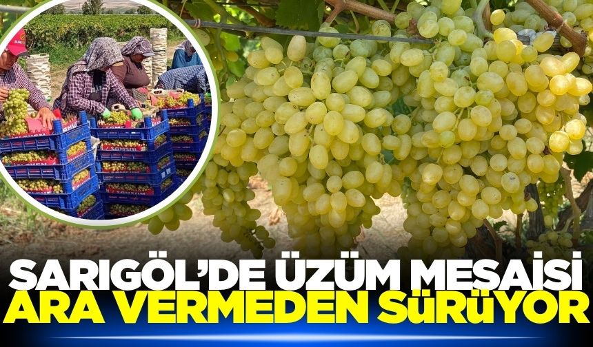 Sarıgöl Ovası’nda üzüm hasadı tüm hızıyla sürüyor