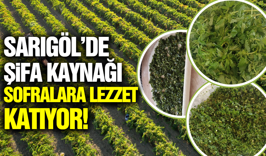 Sarıgöl'de yetişiyor: Lezzeti ve tadıyla bir başka...