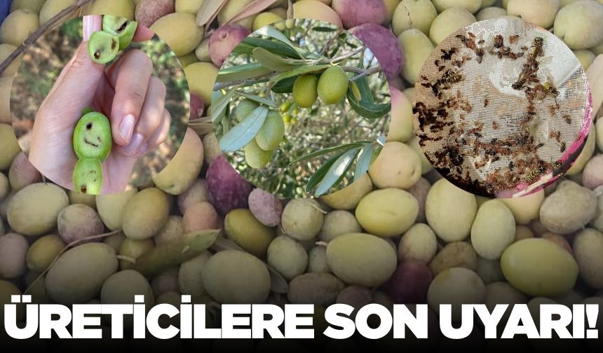 Salihli’de üreticilere “zeytin sineği” uyarısı