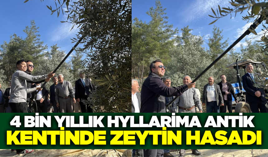 Hyllarima'da zeytin hasadı etkinliği