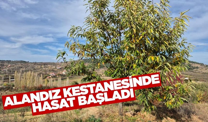 Coğrafi işaretli kestanede hasat başladı