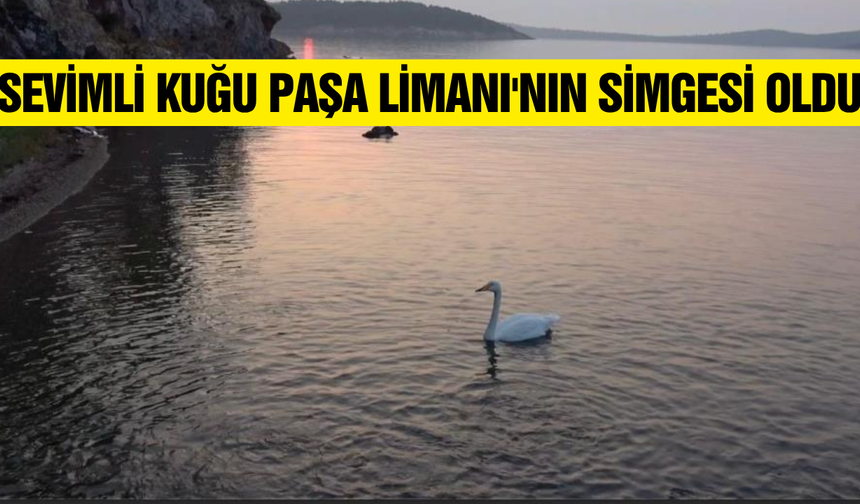 Paşa Limanı'nın "Yalnız Paşa"sı herkesin gözdesi oldu