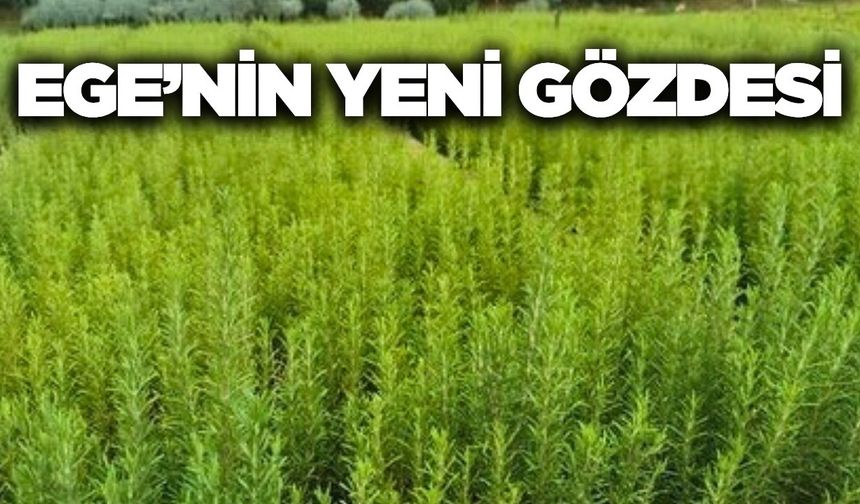 Ege'de atıl araziler bu ürünle canlanacak