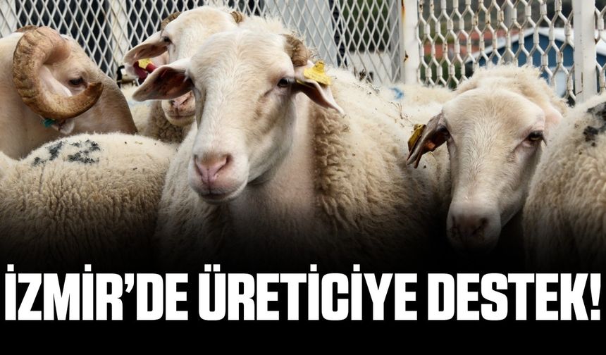 İzmir'de küçükbaş hayvancılığa büyük destek