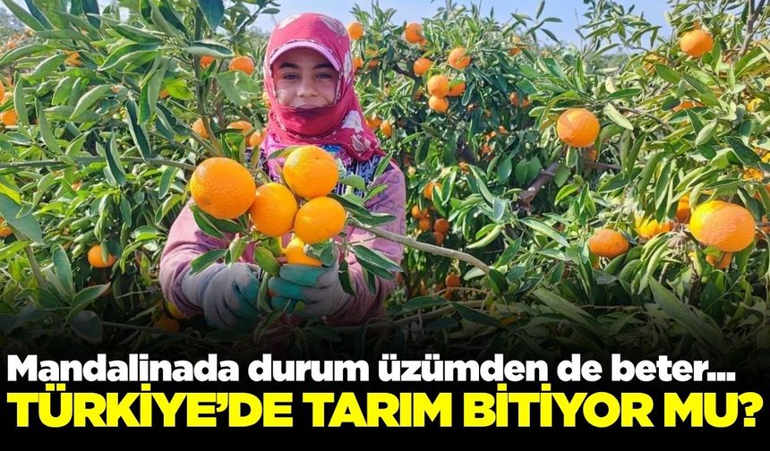 Mandalinanın tarlada fiyatı 3 TL'ye kadar geriledi