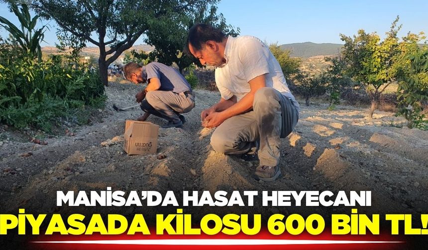 Manisa'da hasat heyecanı!