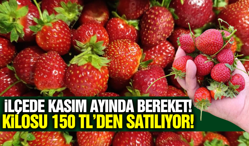 Manisa'da üreticinin yüzü gülüyor: Kilosu 150 TL'den satılıyor!