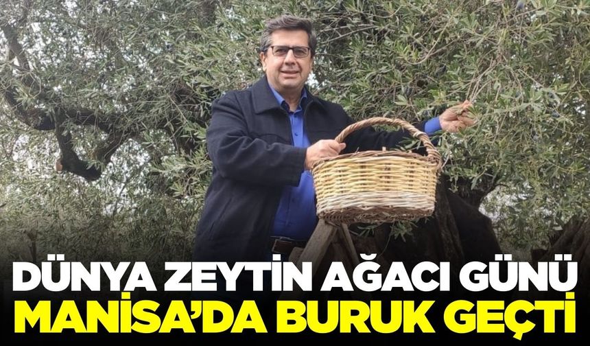 Manisa’da Dünya Zeytin Ağacı Günü buruk geçti