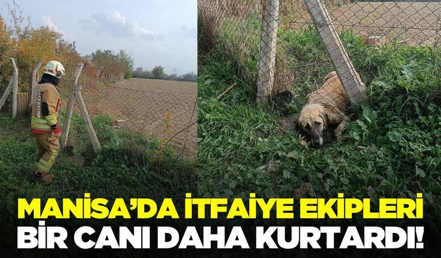 Manisa’da Teller Arasına Sıkışan Köpeği İtfaiye Kurtardı
