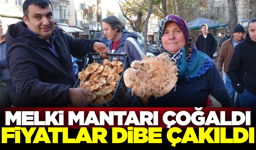 Melki mantarı bolluğu fiyatları düşürdü