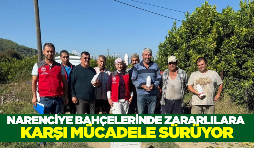 Muğla'da narenciyeyi koruma seferberliği başladı