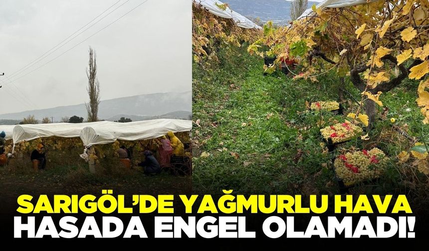 Sarıgöl'de tarım işçileri, yağmurlu havaya meydan okudu!