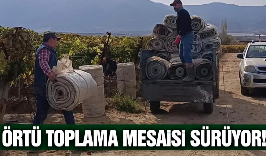 Sarıgöl bağlarında hummalı çalışma sürüyor!