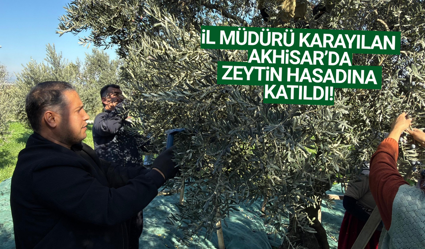 Akhisar'da zeytin hasadı devam ediyor!