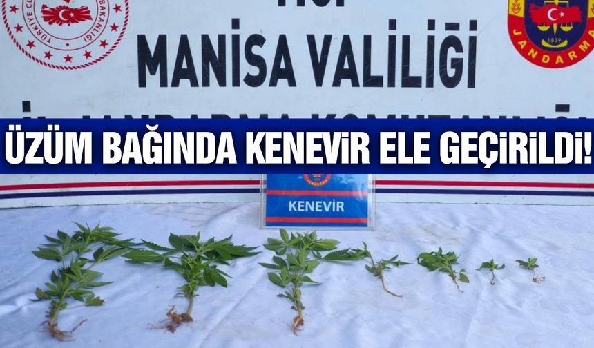 Salihli'de üzüm bağında 7 kök kenevir ele geçirildi