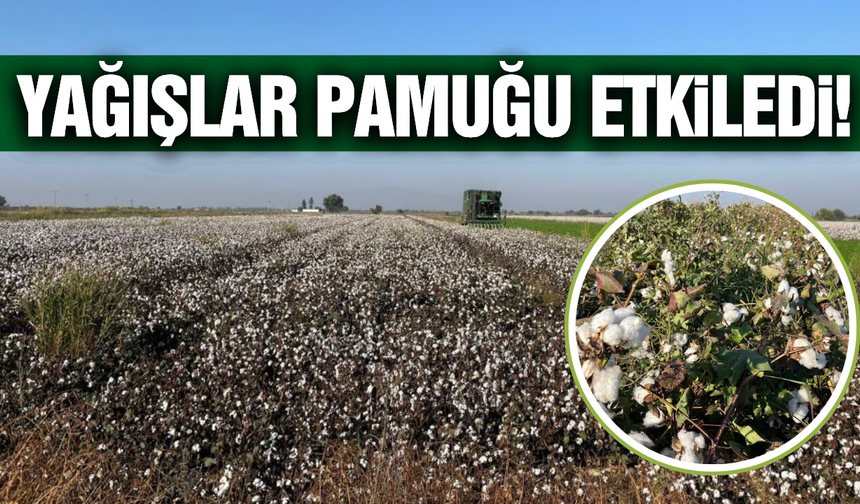 Yağışlar pamukta kaliteyi ve fiyatı düşürdü
