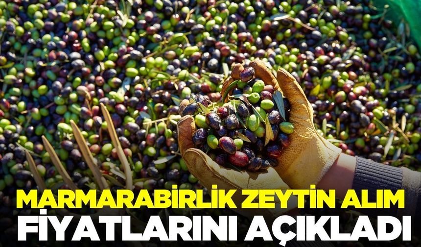 Marmarabirlik zeytin alım fiyatları duyurdu!