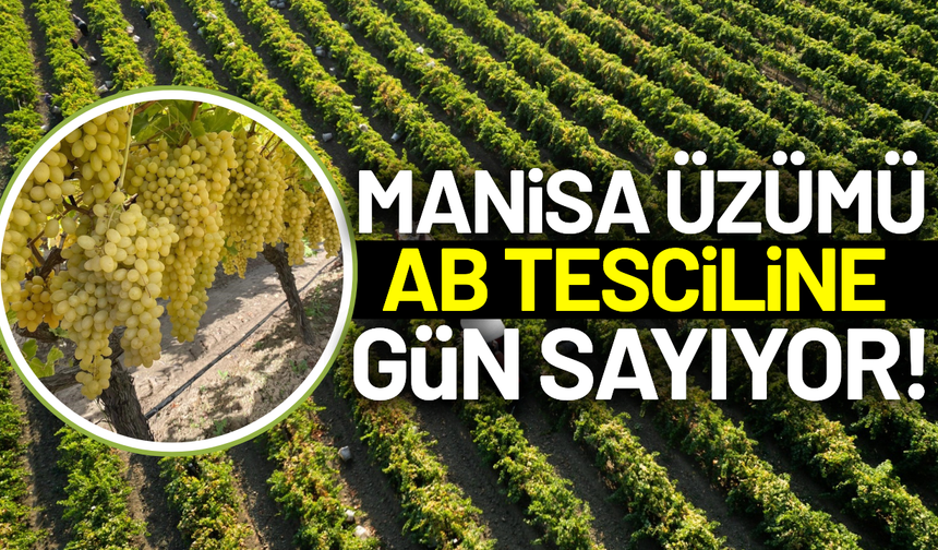 Manisa'nın Çekirdeksiz Sultaniye Üzümünde AB Tescili için geri sayım
